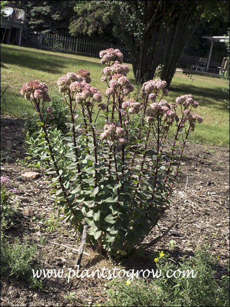 Sedum Strawberries and Cream (Hylotelephium telephium)